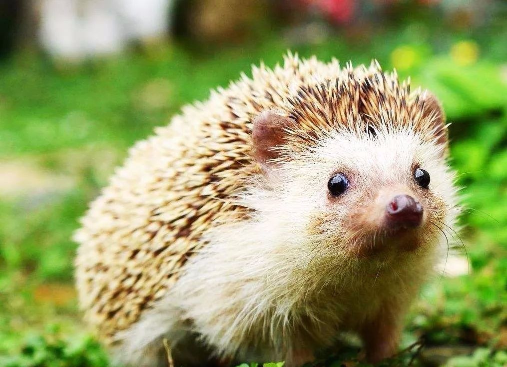 【开云电竞官方网站】郑元畅微博甩“分手信” 粉丝:情人节过山车(图4) 开云电竞官方网站