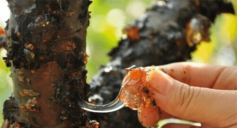 
桃胶到底是什么？吃了有什么利益？桃胶要怎样做吃起来才最鲜味？|开云电竞(图1)