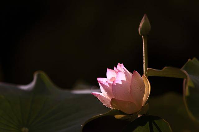 
9月9日生肖运势前三_开云电竞中国(图5)